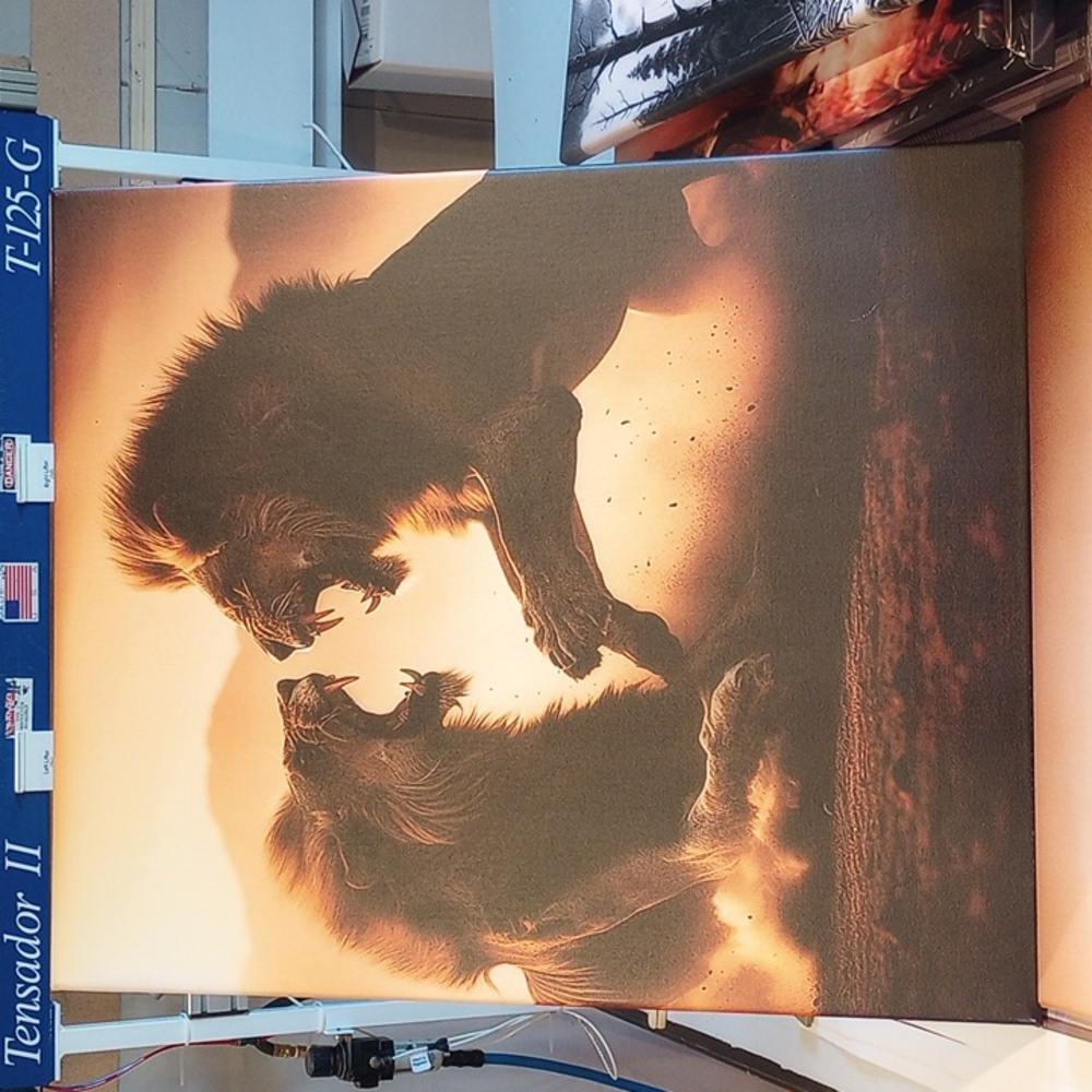 Canvas Picture Two Lions in Battle 20"x24"